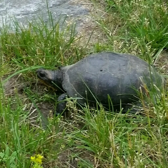 Meet your Posher, Sam - Picture 1 of 1